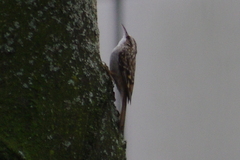 Certhia brachydactyla