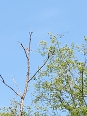 Colaptes