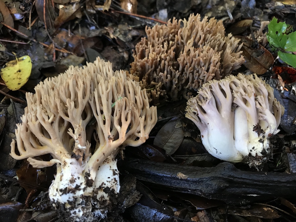 violet-banded coral fungus