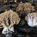 Violet-banded Coral Fungus - Photo (c) Christian Schwarz, some rights reserved (CC BY-NC), uploaded by Christian Schwarz