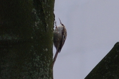 Certhia brachydactyla