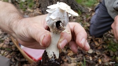 Agaricus deserticola texensis