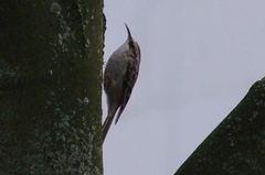 Certhia brachydactyla