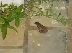 Polypedates maculatus