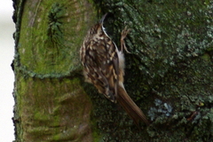 Certhia brachydactyla