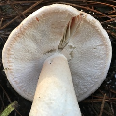 Amanita novinupta