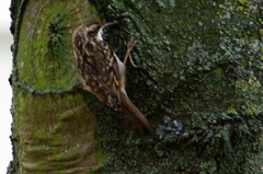 Certhia brachydactyla