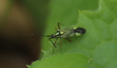 Rhabdomiris pulcherrimus