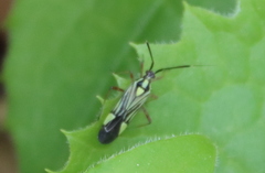 Rhabdomiris pulcherrimus