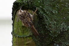 Certhia brachydactyla