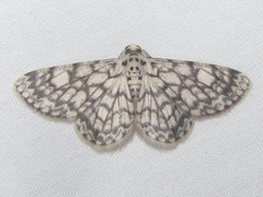 Hymenomima camerata