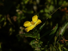 Ludwigia elegans