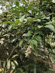 Ligustrum liukiuense