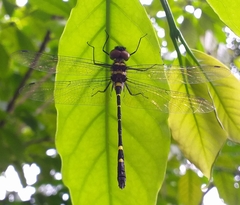 Macromia flavocolorata