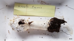 Agaricus deserticola texensis