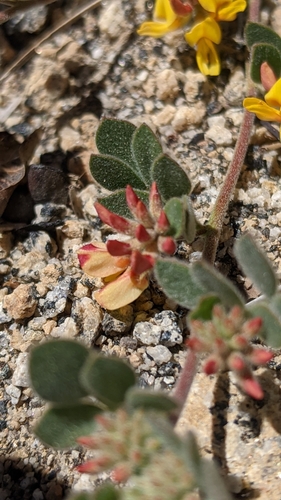 Image of Acmispon decumbens by (c) My-Lan Le, some rights reserved (CC BY)