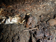 Eleutherodactylus cystignathoides