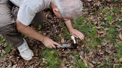 Agaricus deserticola texensis