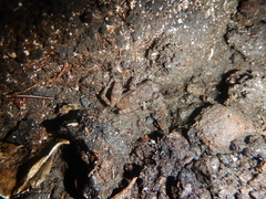 Eleutherodactylus cystignathoides