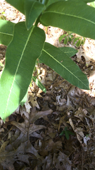 Asclepias amplexicaulis