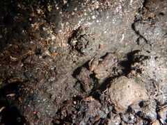 Eleutherodactylus cystignathoides