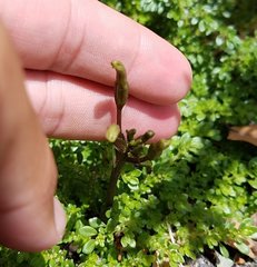 Triphora gentianoides