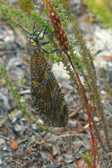 Palpares speciosus