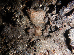 Eleutherodactylus cystignathoides