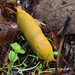 Banana Slugs and Allies - Photo (c) Anne Parsons, some rights reserved (CC BY-NC), uploaded by Anne Parsons