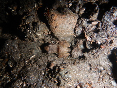 Eleutherodactylus cystignathoides