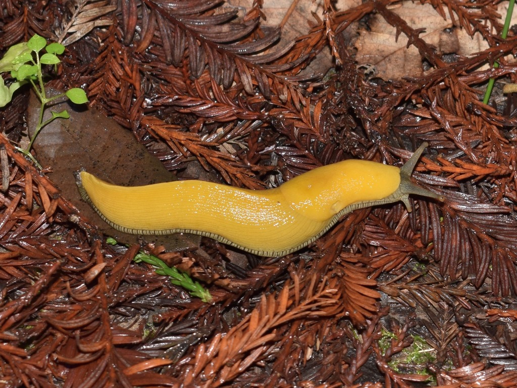 Roundback Slugs and Allies