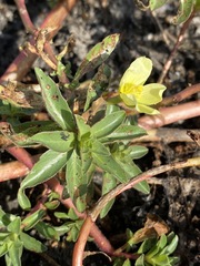 Ludwigia adscendens diffusa
