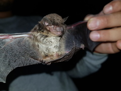 Eptesicus furinalis