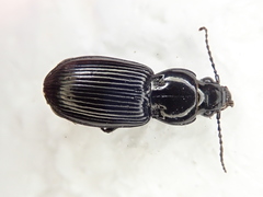 Pterostichus corvinus