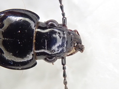 Pterostichus corvinus