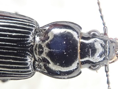 Pterostichus corvinus