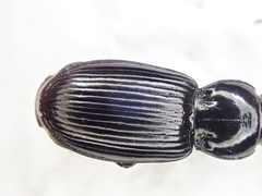 Pterostichus corvinus