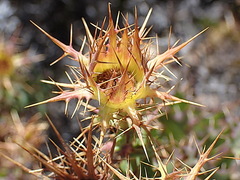 Berkheya cruciata