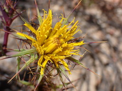 Berkheya cruciata
