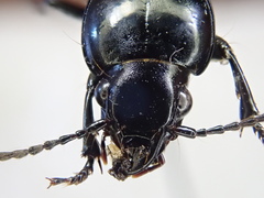 Pterostichus corvinus