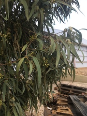 Eucalyptus