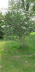 Viburnum carlcephalum