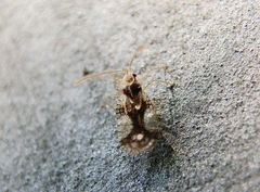 Stephanitis pyrioides