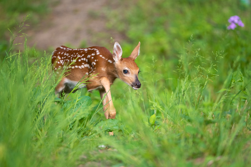 White-tailed Deer photographed in Ohio