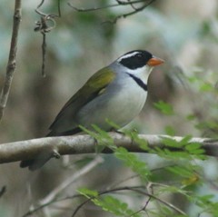 Arremon flavirostris