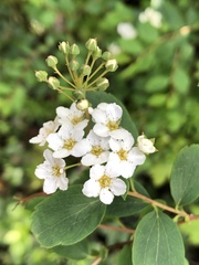 Spiraea cinerea
