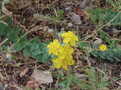 Hypericum pubescens