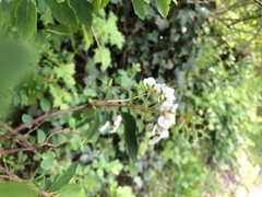 Spiraea cinerea