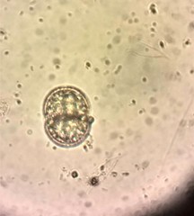 Actinotaenium wollei