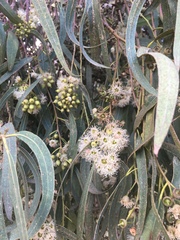 Eucalyptus